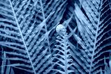 preview cold