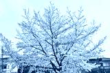 preview cold