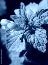 preview cold