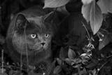preview bw