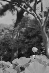 preview bw