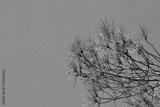 preview bw