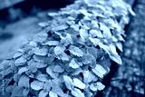 preview cold
