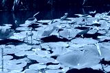 preview cold