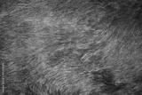 preview bw