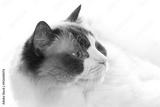 preview bw