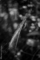 preview bw