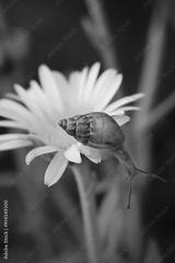 preview bw
