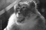 preview bw