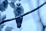 preview cold