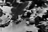 preview bw