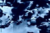 preview cold