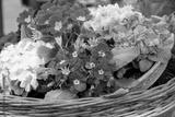 preview bw