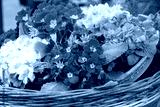 preview cold