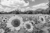 preview bw