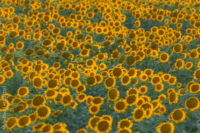 image to crop