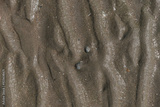 preview original