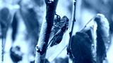 preview cold