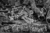preview bw