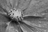 preview bw