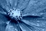 preview cold