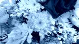 preview cold