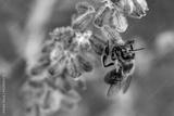 preview bw