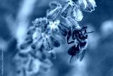 preview cold