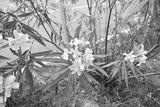 preview bw