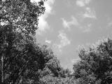 preview bw