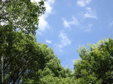 preview original