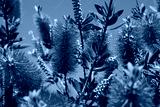 preview cold