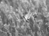 preview bw