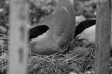 preview bw