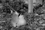 preview bw