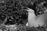 preview bw