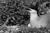 preview bw