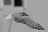 preview bw