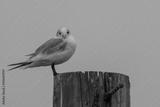 preview bw