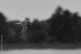 preview bw