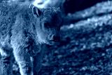 preview cold