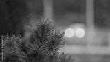 preview bw