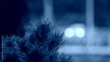 preview cold