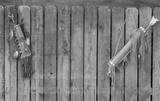 preview bw