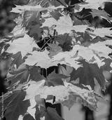 preview bw