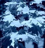 preview cold