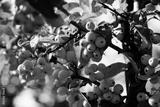 preview bw