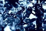 preview cold