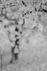 preview bw