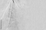 preview bw